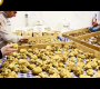 ဗီဒီယို။ ကမ္ဘာ့စျေးအကြီးဆုံး မှိုစိုက်ပျိုးခြင်း – Truffle စိုက်ပျိုးခြင်းနှင့် ရိတ်သိမ်းခြင်း – Truffle Processing