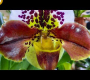 ဗီဒီယို။ Tamiami International Orchid Festival 1/13/2023 တွင် ဈေးဝယ်ထွက်ခြင်း။