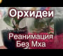 ဗီဒီယို။ Как Реанимировать Обезвоженную Орхидею Если Нет Мха