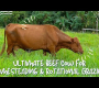 ဗီဒီယို။ South Poll Cow – ပြန်လည်ထုတ်လုပ်ထားသော အမဲသားအတွက် ကုန်ကျစရိတ် အထိရောက်ဆုံး ရွေးချယ်မှု