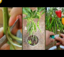 ဗီဒီယို- ငရုတ်ကောင်း စိုက်နည်း- #အိုးထမင်းချက် #ဥယျာဉ်လုပ်နည်း