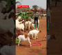 ဗီဒီယို။ ဆိတ်များကို စျေးသက်သက်သာသာ ကျွေးပါ။ #farm #goatfarming #farming #farm #uganda ကြိုက်ကြတယ်။