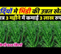 ဗီဒီယို။ ဇန်န၀ါရီလတွင် Bhindi စိုက်ပျိုးခြင်း။