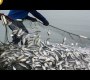 ဤငါးဖမ်းသမားများ၏ဗီဒီယို – Net Fishing Line Catch Herring on The Sea