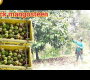 ဗီဒီယို- မန်ကျည်းသီး ၂၀၀ ကီလိုဂရမ် ( mangosteen သီး