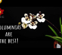 ဗီဒီယို။ 13 Tolumnias သည် အကောင်းဆုံးသစ်ခွများဖြစ်ပြီး သင့်တွင် တစ်ခုရှိရန်လိုအပ်သည့် အကြောင်းရင်းများ
