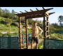 ဗီဒီယို။ ကျွန်ုပ်တို့၏ဥယျာဉ်တွင် ကီဝီသီးဝင်ပေါက်တစ်ခုကို ဆောက်လုပ်ခဲ့ပါသည်။
