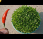 ဗီဒီယို။ ငရုတ်သီး စိုက်ပျိုးနည်း