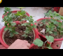 ဗီဒီယို။ စက်တင်ဘာလတွင် Chrysanthemum ကိုမည်သို့ပြုစုစောင့်ရှောက်ရမည်နည်း / Guldaudi