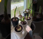 ဗီဒီယို။ အရွယ်ကြီး amaryllis မီးသီးများ