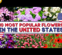 ဗီဒီယို။ အနီရောင်၊ အဖြူရောင်နှင့် ပန်းပွင့်များ- အမေရိက၏ အနှစ်သက်ဆုံး ပန်း ၇ ပွင့်ကို ထုတ်ဖော်ပြသခြင်း။