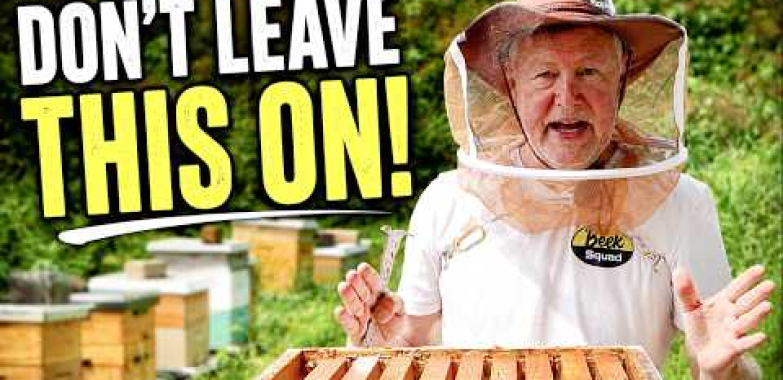 Beekeeping: It’s Definitely Time to Make This Change
