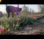 ဗီဒီယို။ Tulip အပ်ဒိတ်- အမေများနေ့ ပြင်ဆင်မှုများ