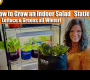 ဗီဒီယို။ Indoor Salad Station တစ်ခု စိုက်ပျိုးနည်း – ဆောင်းရာသီတိုင်း ဆလတ်နှင့် အစိမ်းရောင်