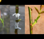 ဗီဒီယို။ နှင်းဆီပန်းများ စိုက်နည်း