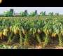ဗီဒီယို။ သေးငယ်သော ဂေါ်ဖီထုပ် စိုက်ပျိုးခြင်းနှင့် ရိတ်သိမ်းခြင်း – Brussel Sprout စိုက်ပျိုးခြင်းနည်းပညာ