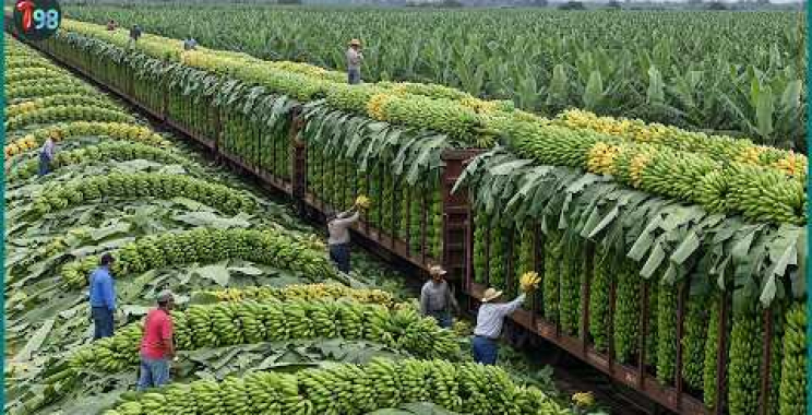 The 2026 Harvest Rush 💥 How They’re Collecting Millions of Tons of Fruits and Veggies