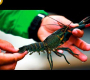 ဗီဒီယို။ အမေရိကရဲ့ ထိတ်လန့်စရာကောင်းတဲ့ Red Claw Crayfish Farm ဟာ 24 နာရီတိုင်းမှာ ပေါင် 30 လောက်ရောင်းရပါတယ်