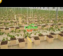 ဗီဒီယို။ အိုမန်ဝယ်ယူသူ၏ ဖန်လုံအိမ်စီမံကိန်း – ဒတ်ခ်ျပုံးစိုက်ပျိုးခြင်းစနစ်