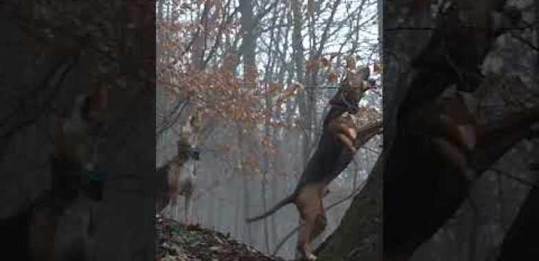 bear hunting with dog #shorts