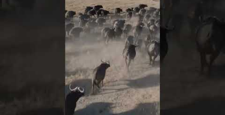the great migration of buffalo #shorts
