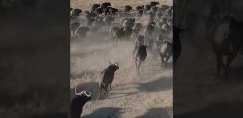 the great migration of buffalo #shorts