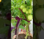 ဗီဒီယို။ ကျွန်ုပ်၏ Terrace Garden ရှိ ဟင်းသီးဟင်းရွက်များနှင့် စိုက်ပျိုးထားသော ဟင်းသီးဟင်းရွက် Balcony Garden @Complete Pictures