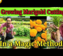 ဗီဒီယို။ Marigold ခုတ်ထစ်ခြင်းသည် ပျော်စရာကောင်းသည်။
