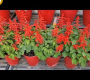 ဗီဒီယို။ Salvia အပင်ကြီးထွားပြုစုနည်း