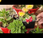 ဗီဒီယို။ အပတ်စဉ် ဆောင်းရာသီ ဥယျာဉ်ခြံမြေလုပ်ငန်း