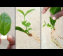ဗီဒီယို။ @gardening4u11 အရွက်မှ mogra jasmine စိုက်ပျိုးနည်း