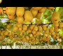 ဗီဒီယို။ ကီဝီသီး စိုက်ပျိုးနည်း