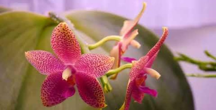 ဗီဒီယို။ Phalaenopsis Gigabell – Orchid Spotlight & Care Tips