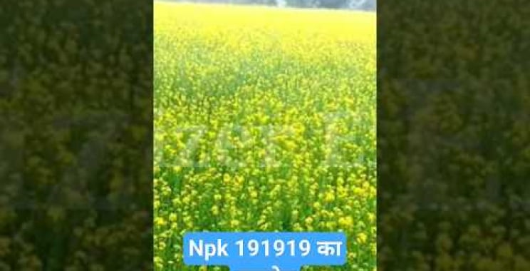 ဗီဒီယို။ Npk 191919။ npk ၁၉