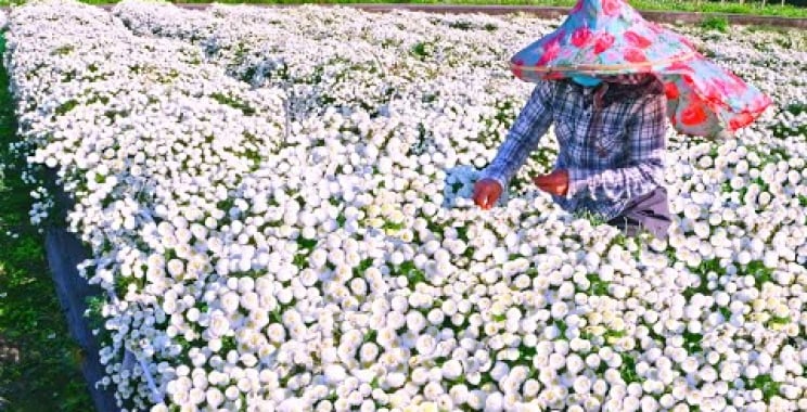 Chrysanthemum လက်ဖက်ရည်အစုလိုက်အပြုံလိုက်ထုတ်လုပ်မှုလုပ်ငန်းစဉ်, Chrysanthemum ရိတ်သိမ်းခြင်း – အစားအစာစက်ရုံ – 菊花茶大量製作, 銅鑼杭菊採收 – 食品工廠