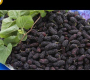 ဗီဒီယို။ ခေတ်မီ Blackberry စိုက်ပျိုးရေးနည်းပညာ