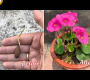 ဗီဒီယို။ oxalis မီးသီးမှအိုးများတွင်အိမ်၌ oxalis စိုက်ပျိုးနည်း