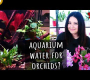 ဗီဒီယို။ Aquarium Water for Orchids – ဒါက ဘာလို့သုံးတာလဲ၊ ဒါပေမယ့် အရင်က မဖြစ်ခဲ့ဘူး။