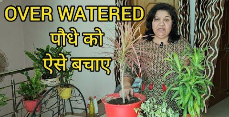 ဗီဒီယို။ ज्यादा पानी से मर रहे पौधे को ऐसे बचाए