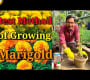 ဗီဒီယို။ Marigold ကို အိုးများတွင် စိုက်ပျိုးခြင်း၏ အကောင်းဆုံးနည်းလမ်း