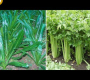 ဗီဒီယို။ နံနံ VS Culantro နံနံပင်စိုက်ပျိုးခြင်း – စိုက်ပျိုးခြင်း စိုက်ပျိုးခြင်း ကောက်နှံခြင်း Cilantro & နံနံ