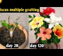 ဗီဒီယို။ hibiscus ပန်းမျိုးစုံ စိုက်ပျိုးခြင်း။